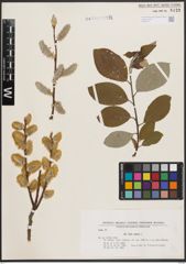 Foto von Salix caprea L.